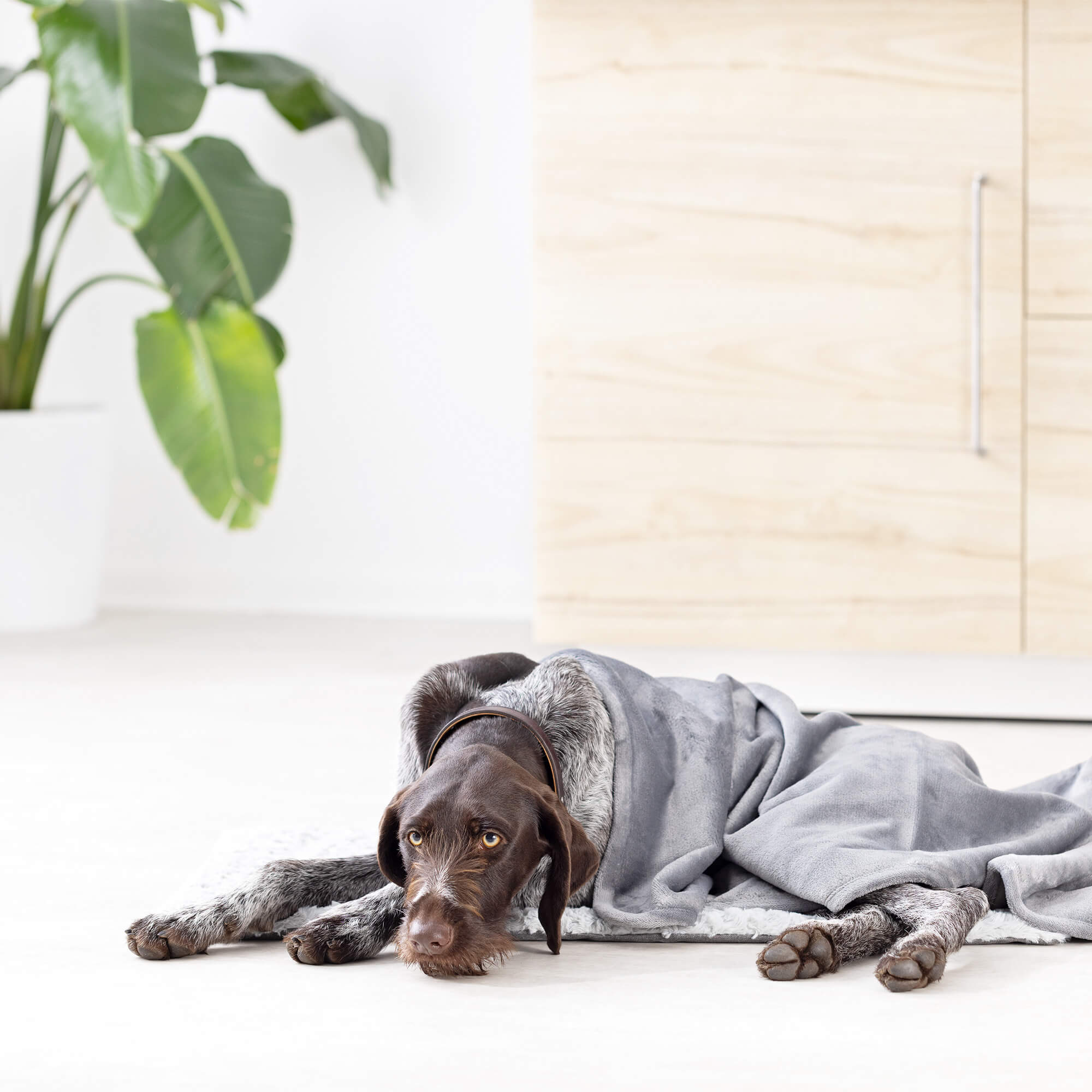 Navaris Σετ Χαλάκι και Κουβέρτα για Σκύλους και Γάτες - 50 x 80 cm / 87 x 115 cm - Grey - 56631.19.2