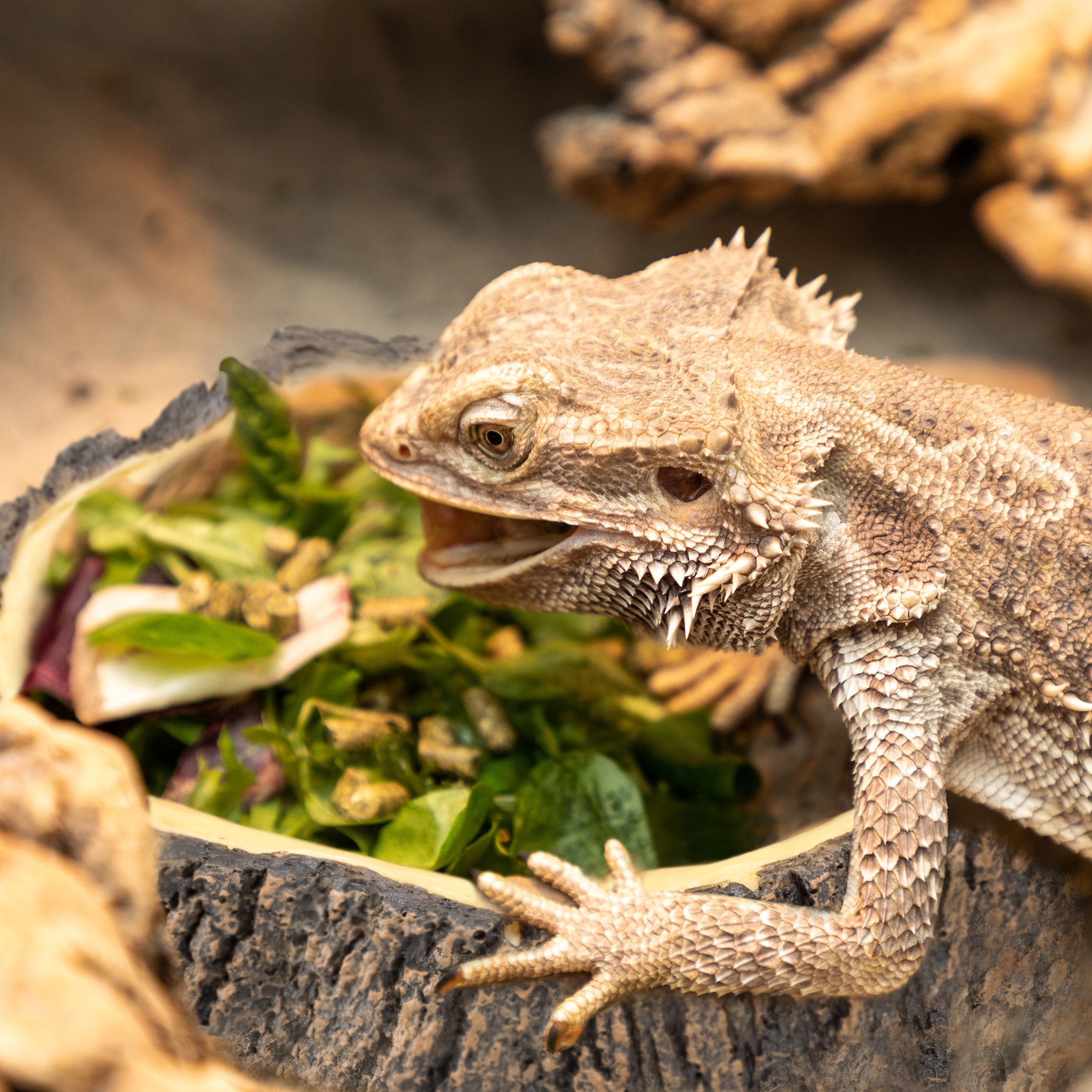 Navaris Σετ με 2 Μπολ Φαγητού και Νερού από Πολυρητίνη για Ερπετά Κατοικίδια - Brown - 54968.01