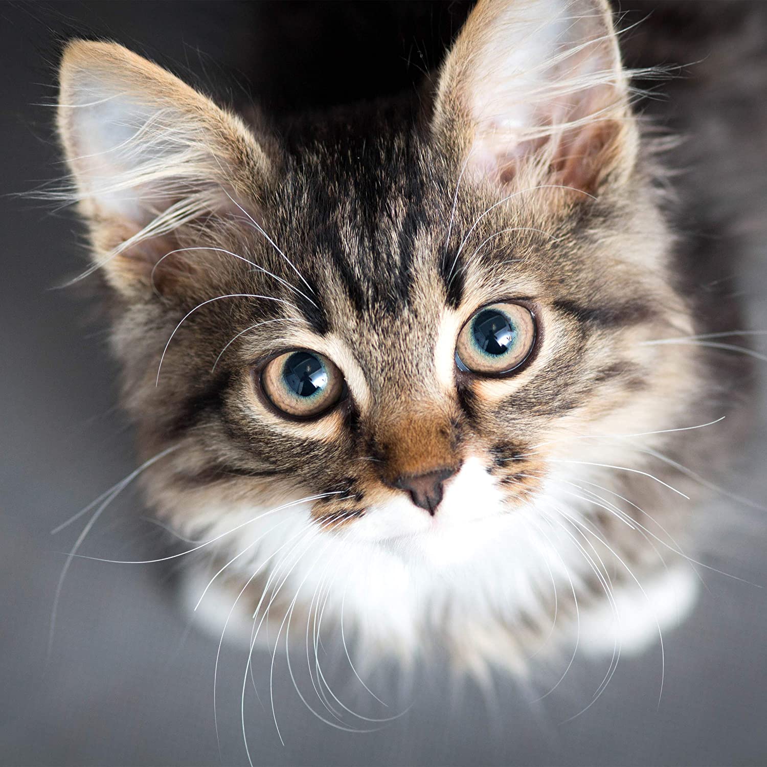 Relaxdays Αψίδα Περιποίησης και Μασάζ για Γάτες - 38 x 36 x 28,5 cm - Black - 4052025239596