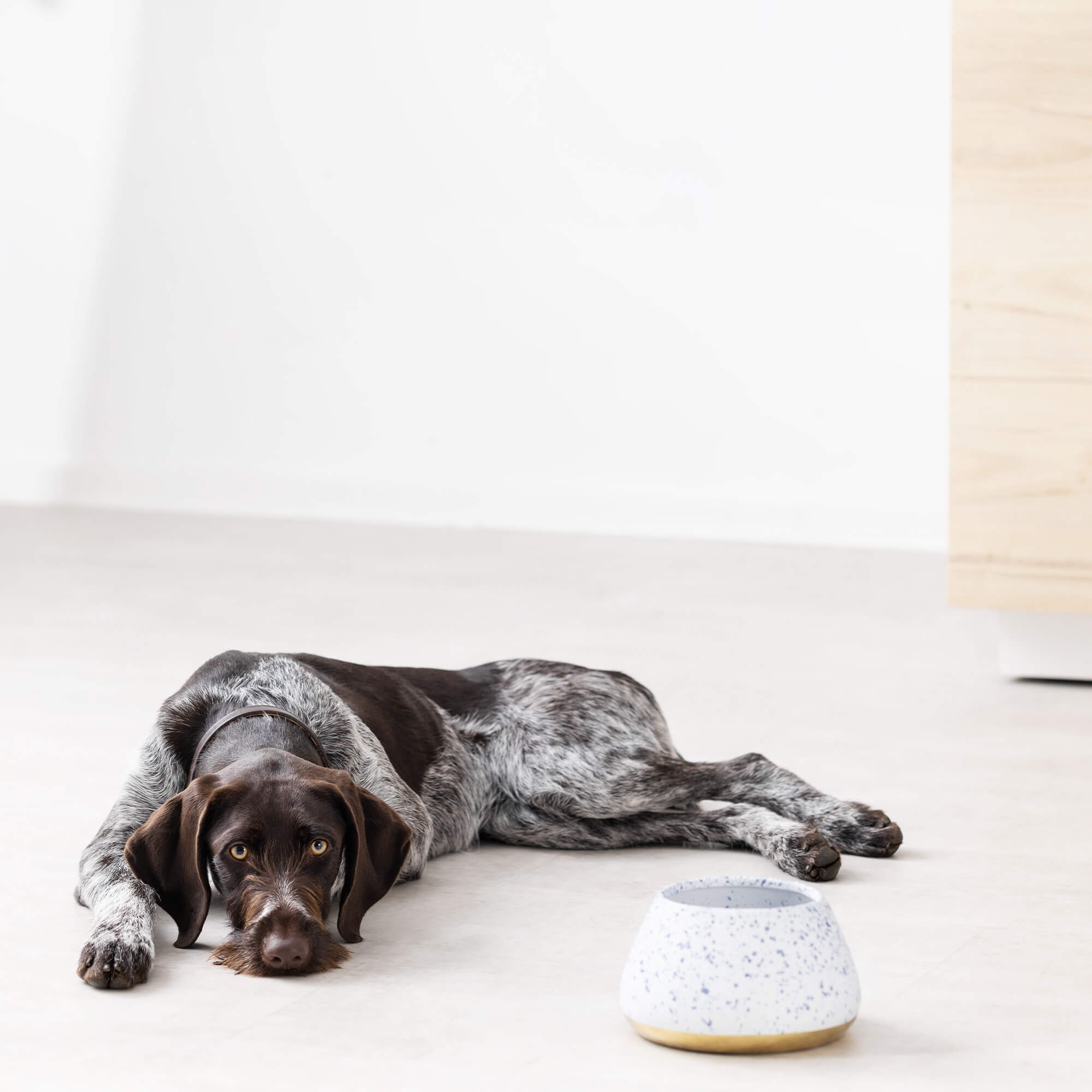 Navaris Μπολ Φαγητού και Νερού για Κατοικίδια - 1.9L - White / Blue - 56612.02