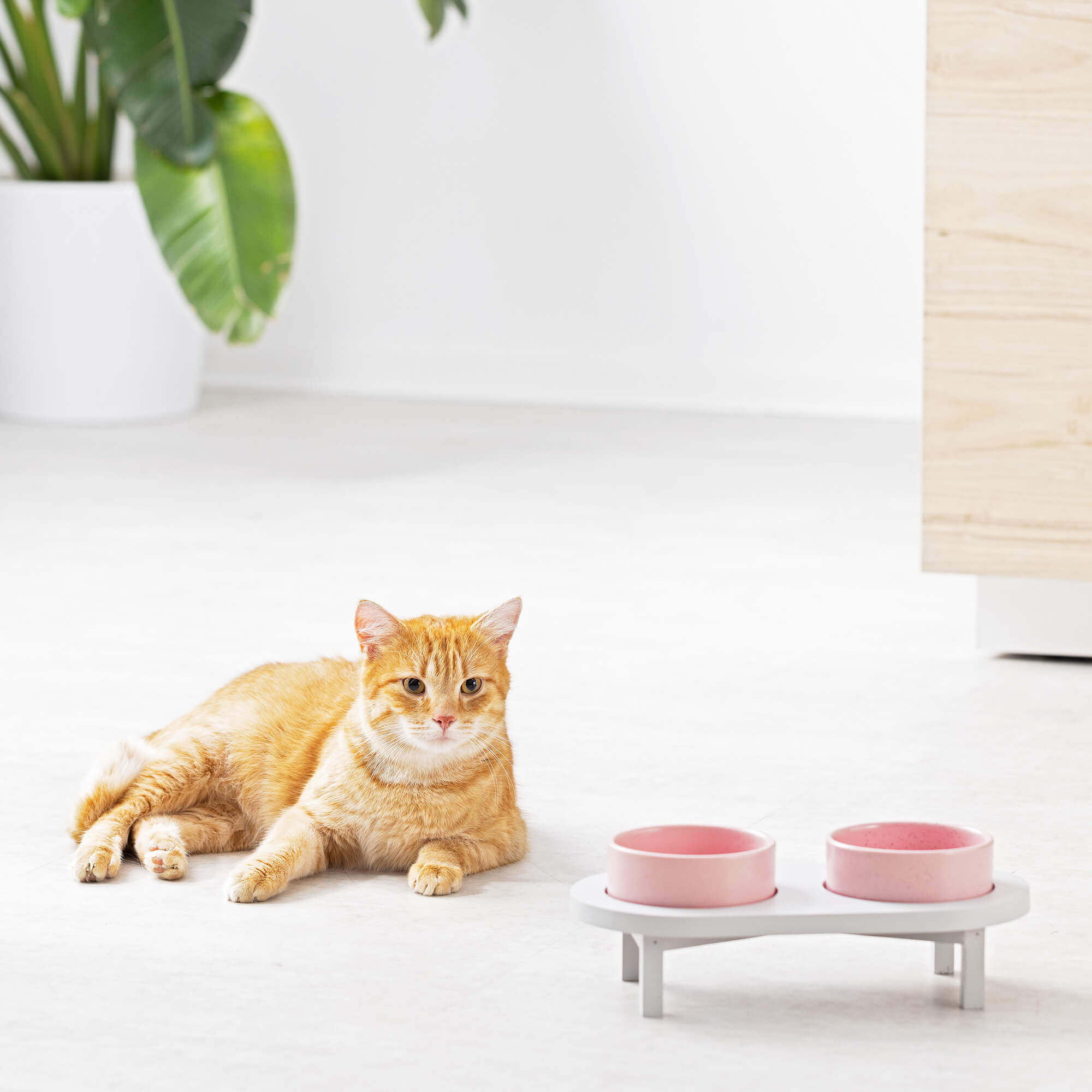 Navaris Ανυψωμένα Κεραμικά Μπολ Φαγητού με Ξύλινη Βάση για Κατοικίδια - 450ml - Pink - 56253.08