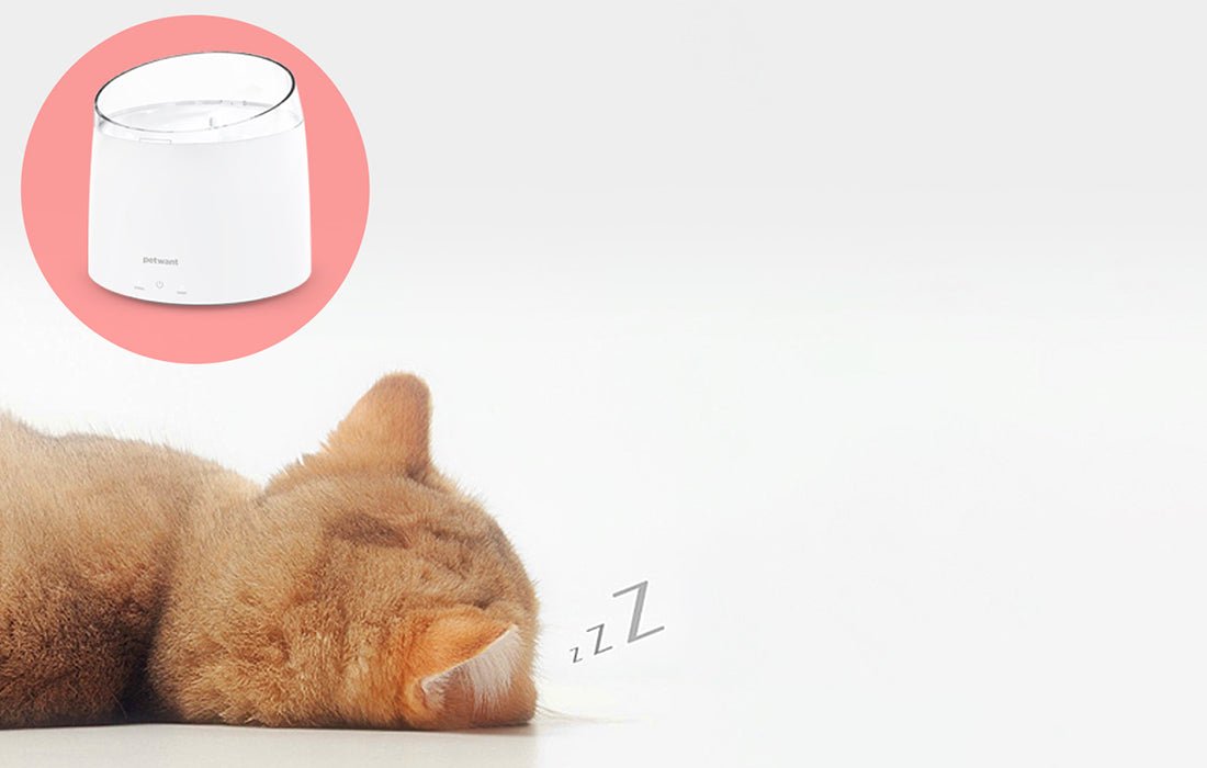 PetWant W2 Ποτίστρα - Σιντριβάνι για Γάτες και Σκύλους - 1,5L - White