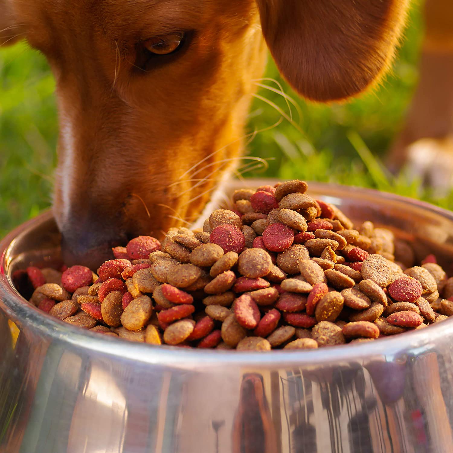 Relaxdays Σετ με 2 Μπολ για Κατοικίδια - 1.25 L - Silver - 4052025947811