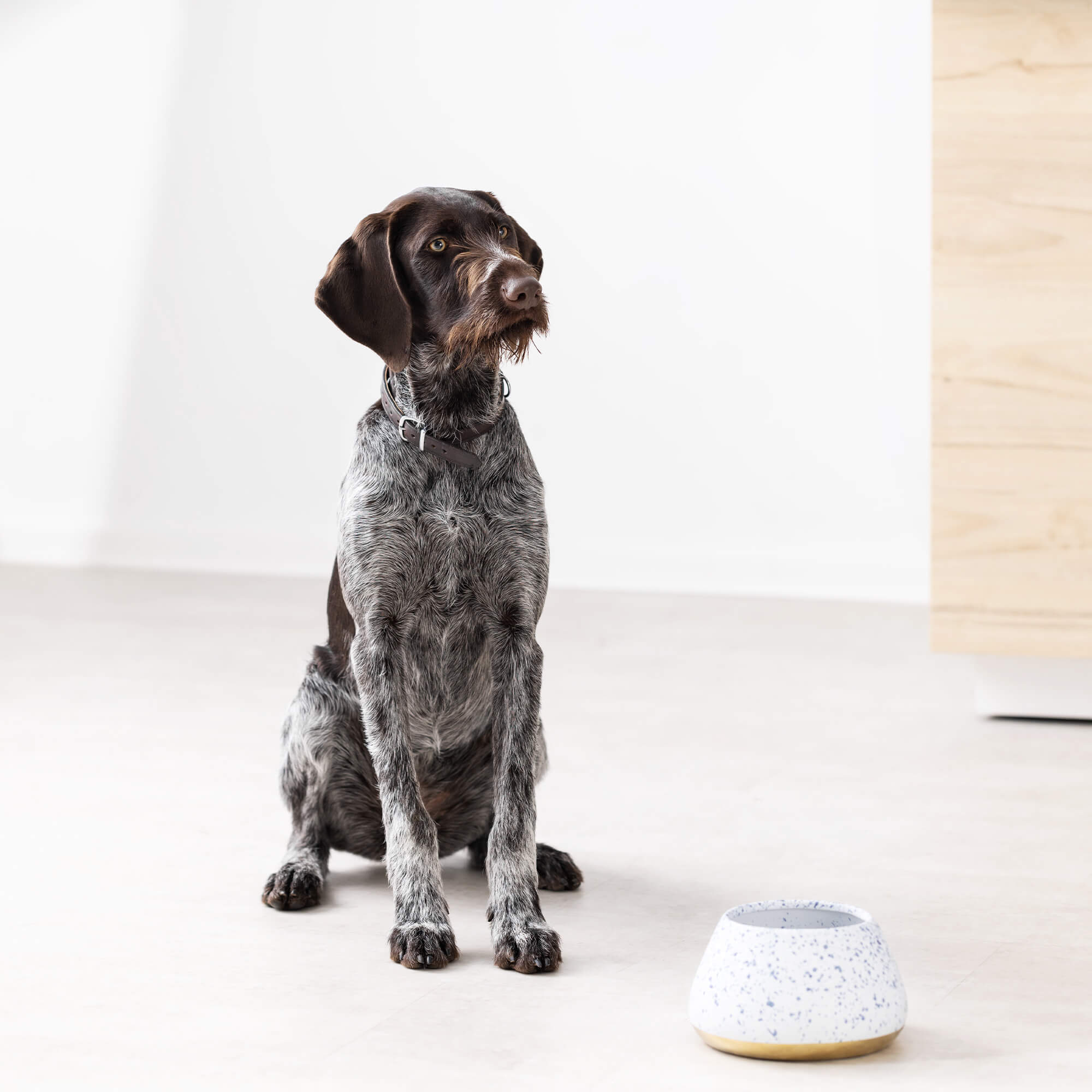 Navaris Μπολ Φαγητού και Νερού για Κατοικίδια - 1.9L - White / Blue - 56612.02