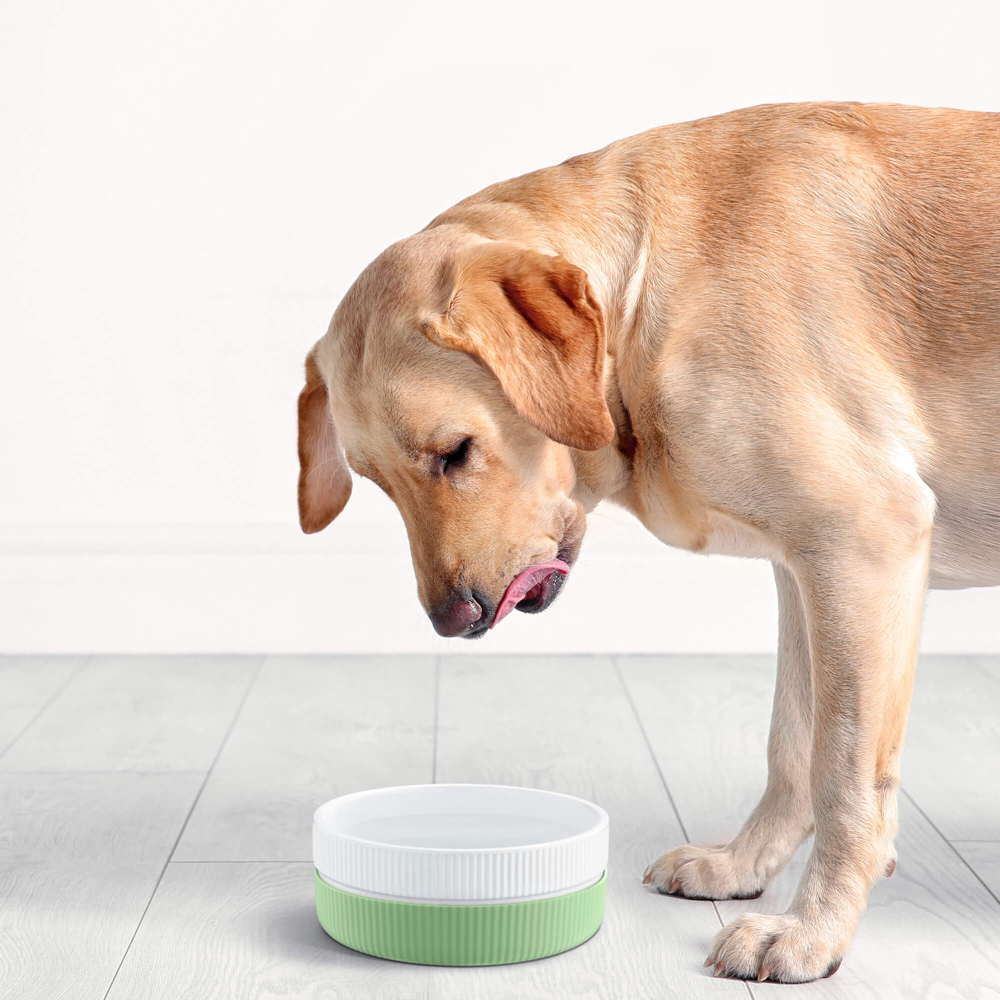 Navaris Σετ με 2 Κεραμικά Μπολ για Κατοικίδια 700ml - Green - 53411.08