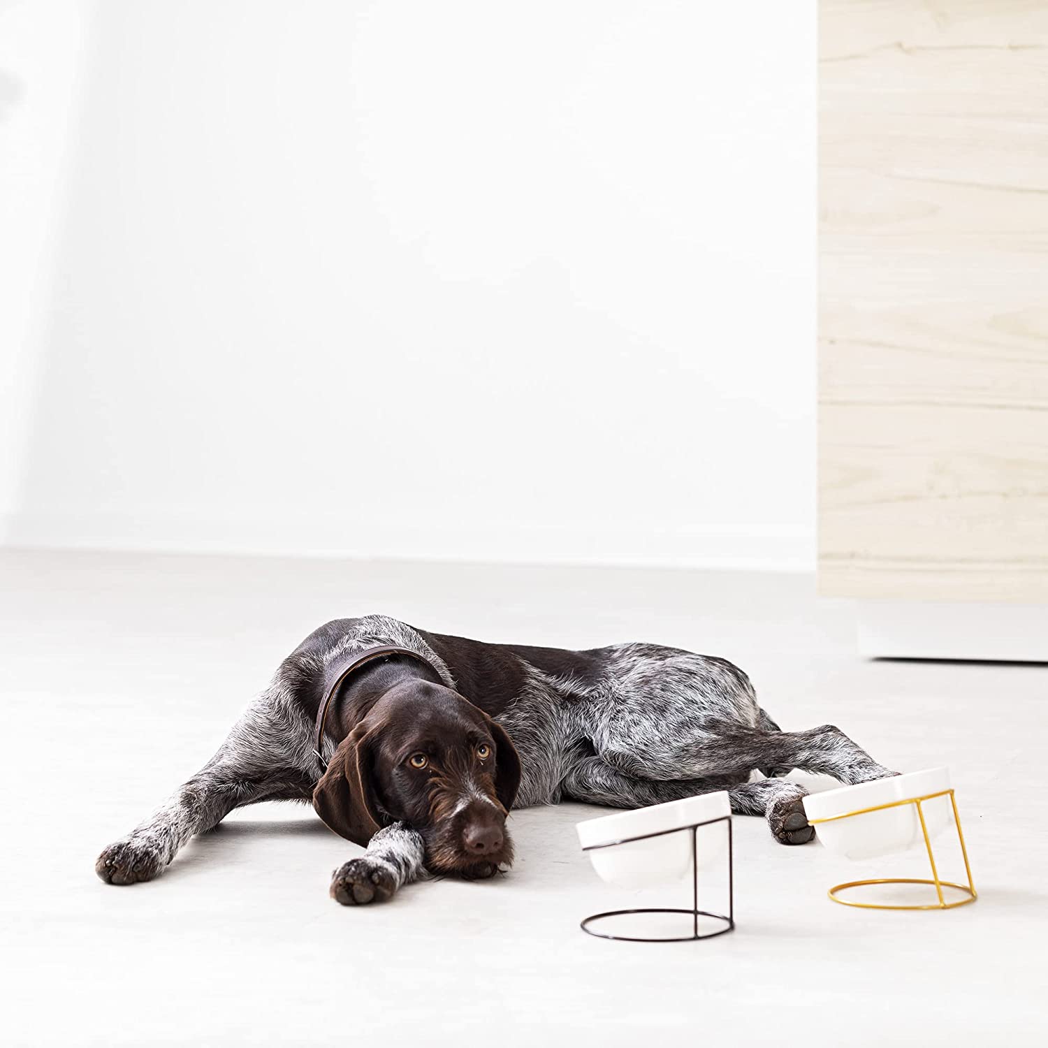 Navaris Σετ με 2 Κεραμικά Μπολ Φαγητού και Νερού 600ml με Σιδερένια Βάση για Κατοικίδια - White - Black / Gold - 55984.01