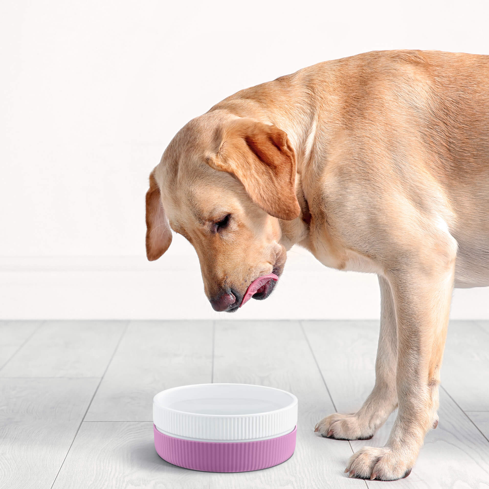 Navaris Σετ με 2 Κεραμικά Μπολ για Κατοικίδια 700ml - Pink - 53411.07