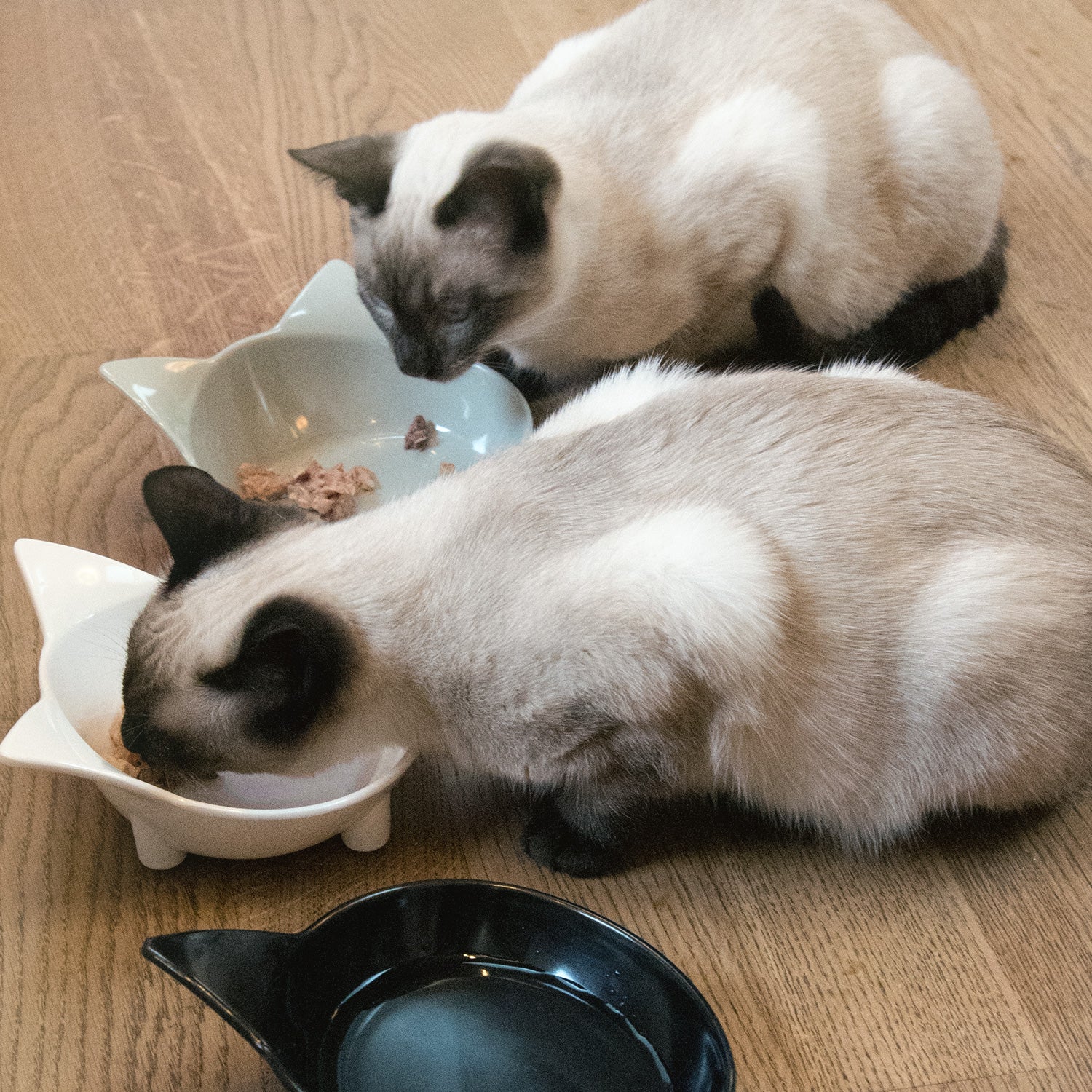 Navaris Cat Bowls with Ears Set of 3 - Σετ με 3 Μπολ Φαγητού και Νερού 210 ml σε Σχήμα Γάτας - Black / Grey / White - 50737.03
